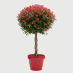 PHOTINIA RED ROBIN PLETENICA