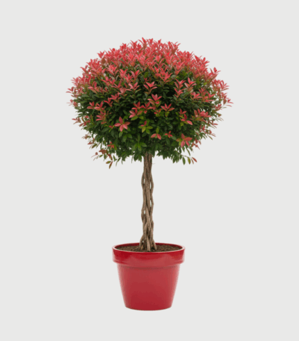 PHOTINIA RED ROBIN PLETENICA