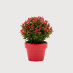 PHOTINIA RED ROBIN LITTLE