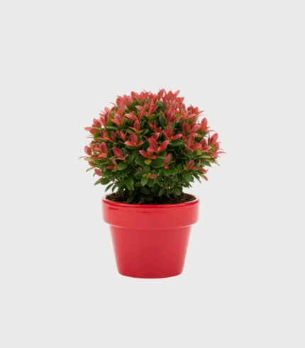 PHOTINIA RED ROBIN LITTLE