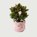 MAGNOLIA