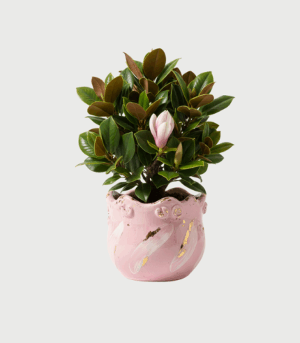 MAGNOLIA