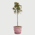 MAGNOLIA GRANDIFLORA