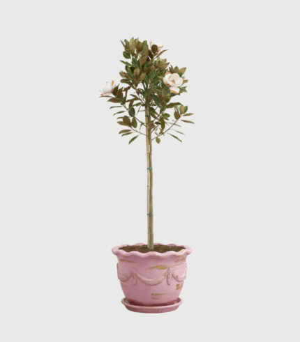 MAGNOLIA GRANDIFLORA