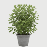 VIBURNUM ŽBUN