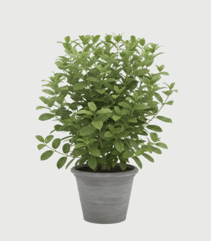 VIBURNUM ŽBUN