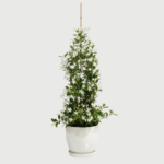JASMIN