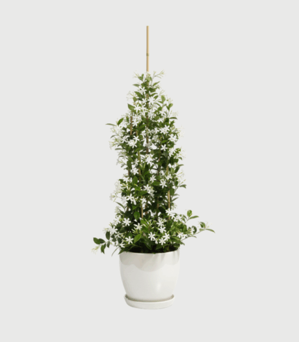 JASMIN