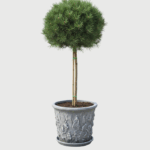 PINUS NIGRA BREPO