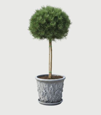 PINUS NIGRA BREPO