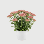SEDUM