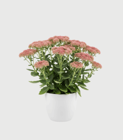 SEDUM