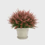 BERBERIS