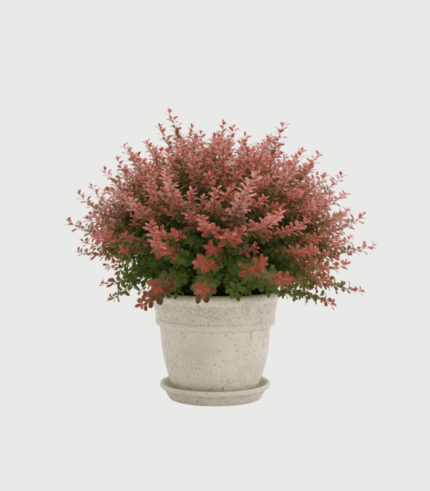 BERBERIS