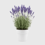 LAVANDA