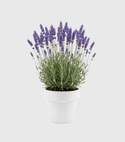 LAVANDA